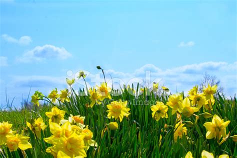 Daffodils Against Blue Sky With Clouds Stock Photos
