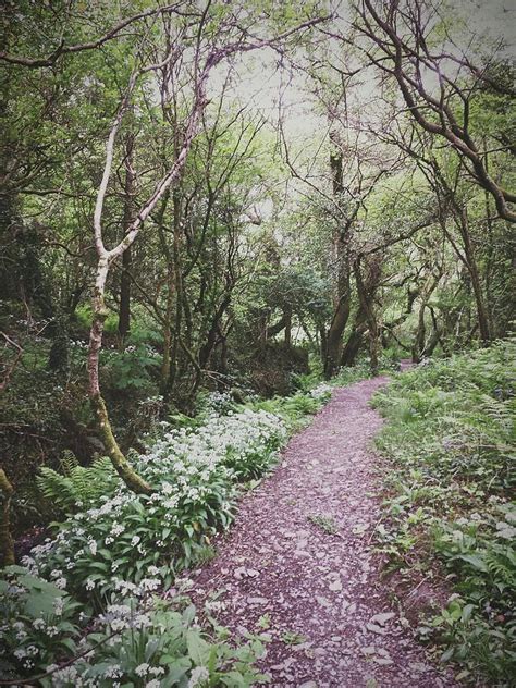 Peaceful Walk Photograph By Natalie Hardwicke Fine Art America