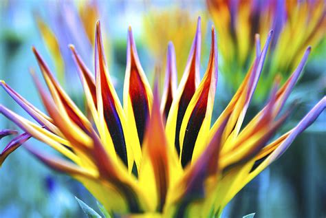 Sunrise Flower Photograph By Sumit Mehndiratta Fine Art America