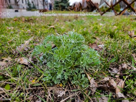 Closeup Of Fresh Wormwood Artemisia Absinthium L Herb In The City Park