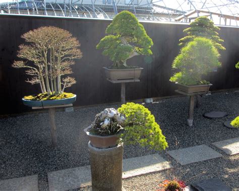 Bonsai Garden Design Inspiration Makes Your Trees Stand Out