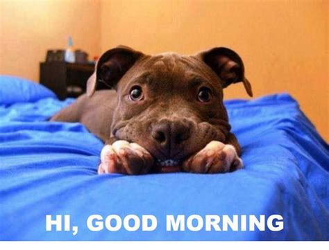 Pitbull Good Morning Dogs Make You Smile