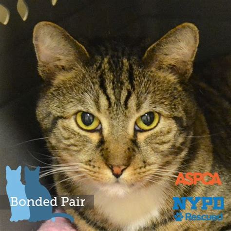 Senior cats are generally considered to be eight years or older. Adoptable Cats and Kittens | NYC | Adoption Center| ASPCA