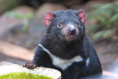 Tasmanian Devil Habitat Population Size And Facts Britannica
