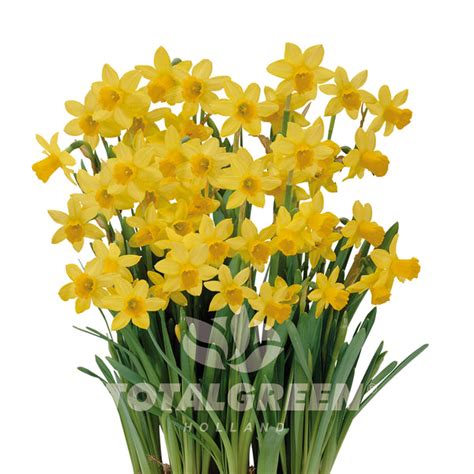 Narcissi Grow Kit Luxe Growing Instructions Totalgreen Holland