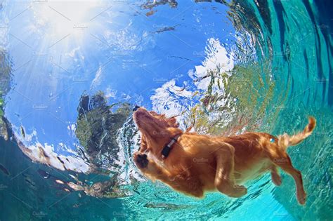 Swimming Dog Animal Stock Photos Creative Market