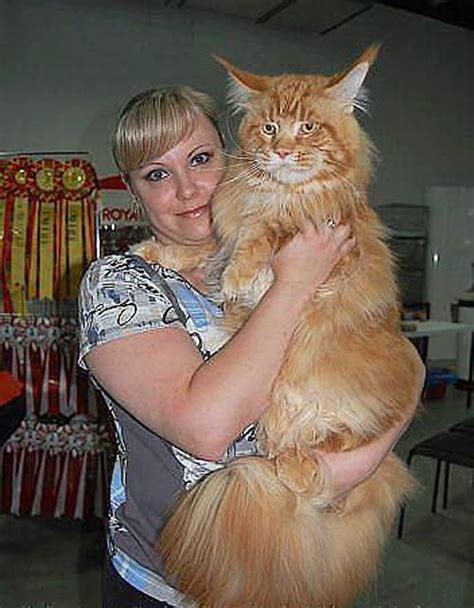 After that additional weight gain would be the result of over feeding, not of growth. Maine Coon cats are the largest domestic breed... this guy ...