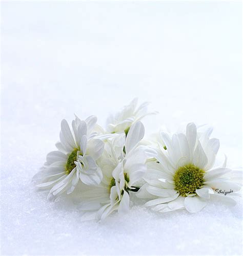 Waiting Daisies In The Snow Flowers Winter Beautiful Flowers