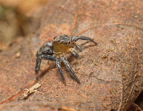 North American Jumping Spider Naphrys Pulex Flickr Photo Sharing