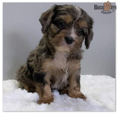 After a puppy is reserved it is our goal to make the update within minutes with few exceptions outside holidays and unforeseen events. Cookie - Cavapoo Puppy for Sale in Millersburg, OH ...