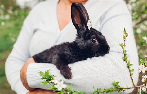 7 Ways To Know Your Rabbit Loves You Usa Rabbit Breeders