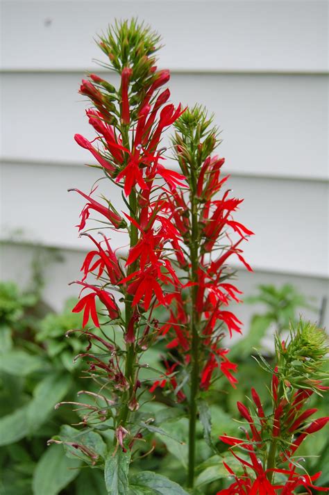 Cardinal Flower If You Love Red You Need This Plant Flower Seeds
