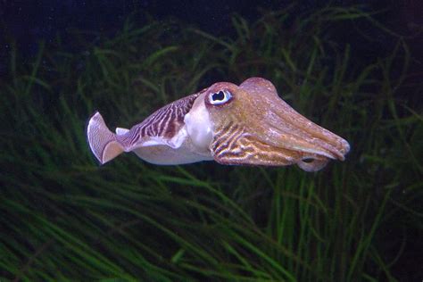 Camouflaged Cuttlefish Employ Electrical Stealth