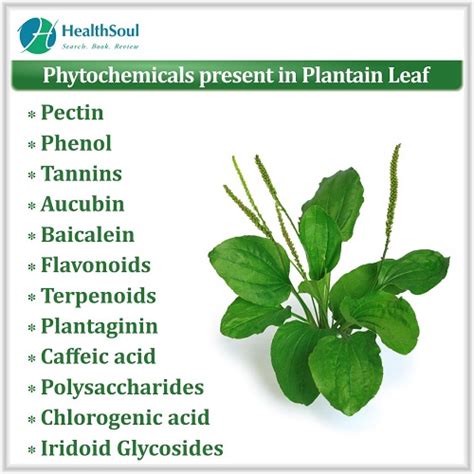 Health Benefits Of Plantain Leaf Healthsoul