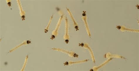 Research Snapshot Mosquito Larvae Are Surprisingly Complex