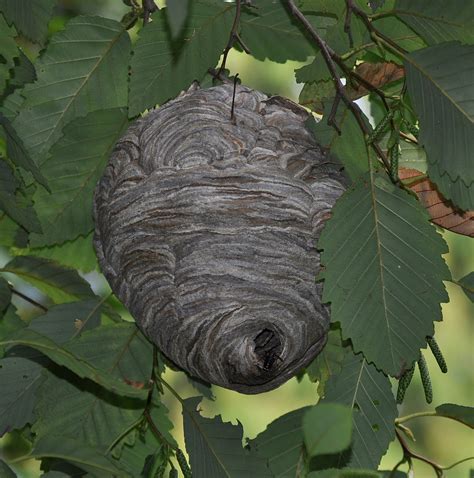 Filebald Faced Hornet Dolichovespula Maculata Nest