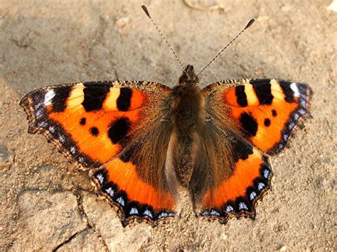 Small Tortoiseshell Butterfly Identification Facts And Pictures