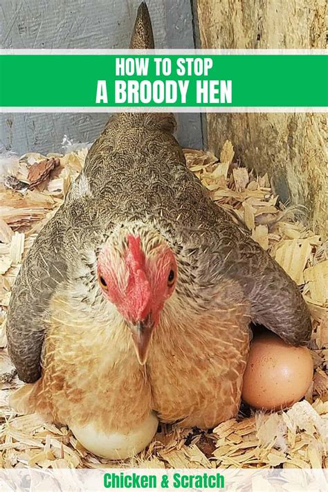 what s a broody hen and how to stop it