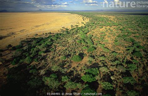 Stock Photo Of Aerial View Of Woodland Bush And Grassland Savanna