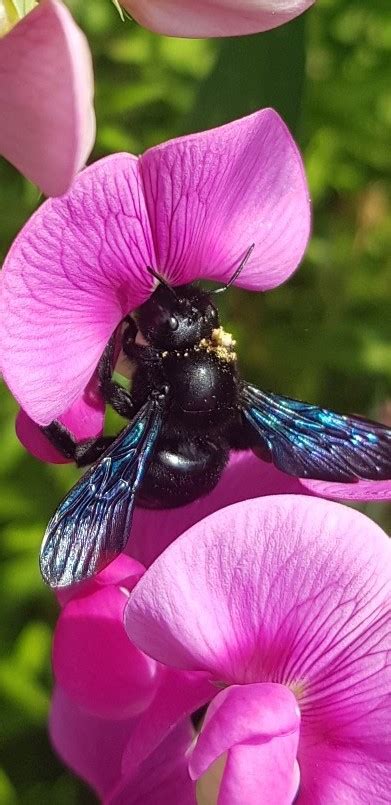 Photo Violet Carpenter Bee Xylocopa Violacea