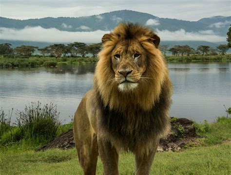 Amazing Physical And Behavioral Adaptations Of African Lions