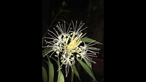 Lucky Bamboo Flowering Youtube