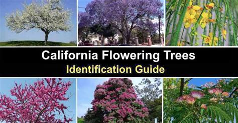 45 Flowering Trees For California Identification Guide With Pictures