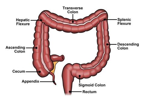 Sigmoid Colon Function Location And Related Conditions