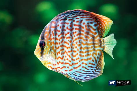 Types Of Discus Hesilope