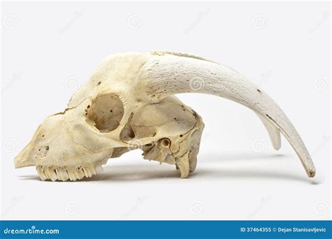 Animal Skull With Big Horns Royalty Free Stock Photo Image 37464355