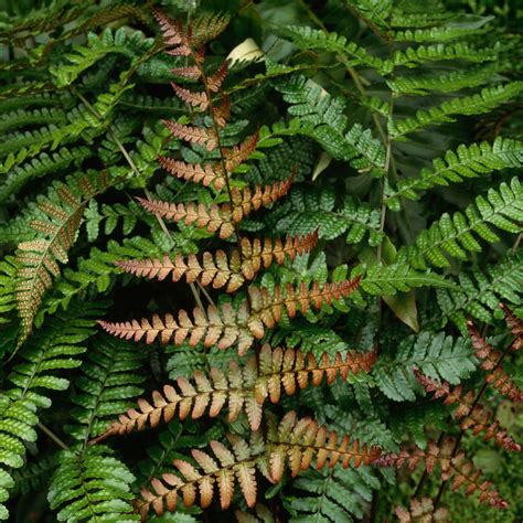 No other online plant nursery can offer you such a wide selection at these low prices. Best Fern Varieties - Sunset Magazine