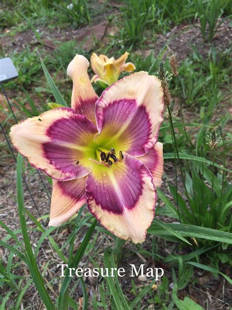 Charlottesville Daylily Club Treasure Map