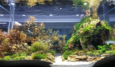 Aquascaping Is An Art To Learn More About Aquascaping