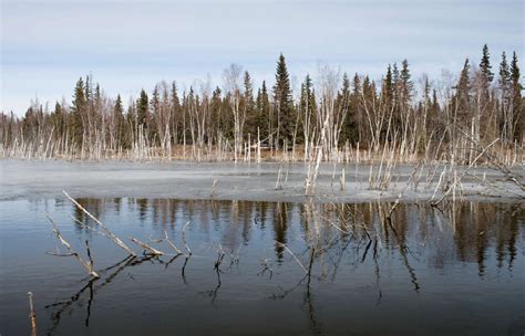 Photo Of The Week 20 Climate Change Threatens The Worlds Boreal Forests