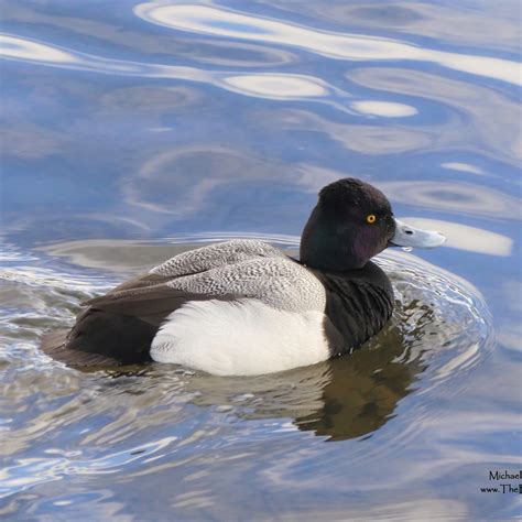 Lesser Scaup The Fascinating North American Diving Duck