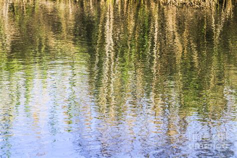 Trees Reflect In Water Photograph By Vladi Alon Pixels