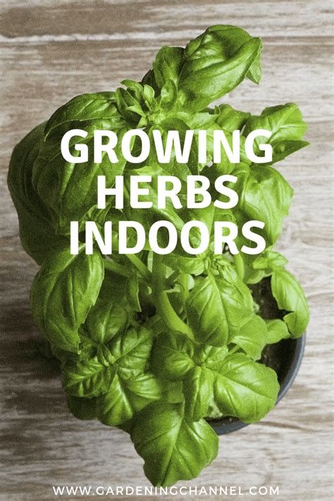 How To Grow Herbs Indoors In A Window Garden Herbs Indoors Winter