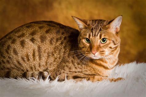 Domestic cats, no matter their breed, are all members of one species. The Most Famous Spotted Cat Breeds Of 2018 | Pets Nurturing
