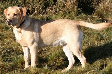 Der Golden Retriever Labrador Eine Umfassende Beschreibung