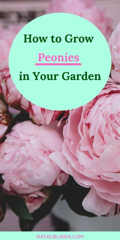 Grow Beautiful Peonies In Your Garden This Spring By Following This