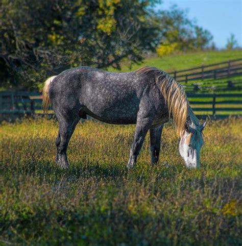 Percheron Horse Facts Pictures Behavior And Care Guide Pet Keen