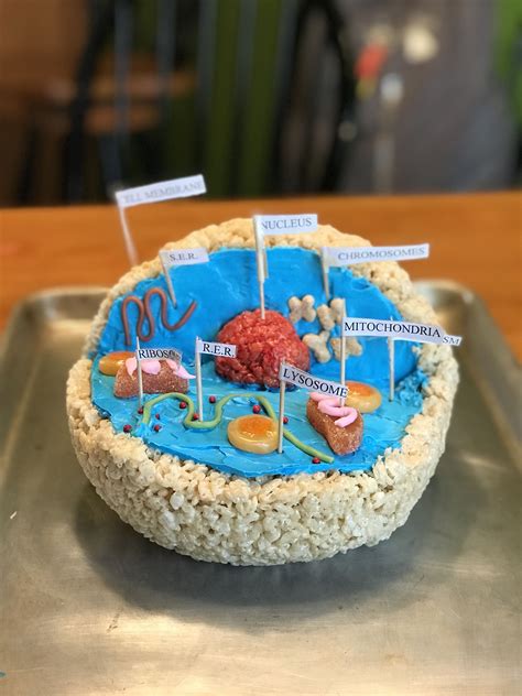 Edible 3d Model Of An Animal Cell For 7th Grade Life Science Made By