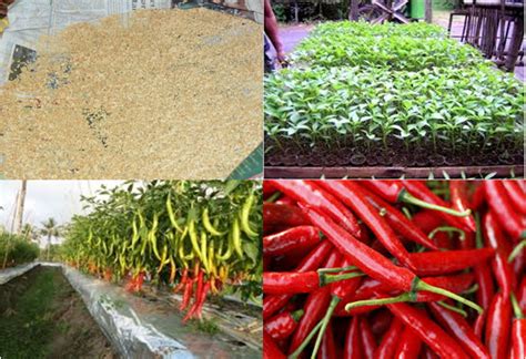 Mengetahui Cara Menanam Cabe Yang Baik Dan Benar Untuk Hasil Maksimal