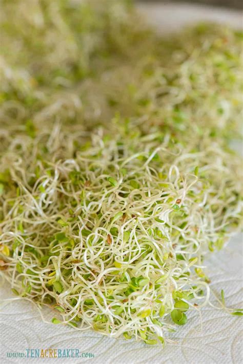 How To Grow How To Grow Alfalfa Sprouts Mason Jar Method Ten Acre Baker