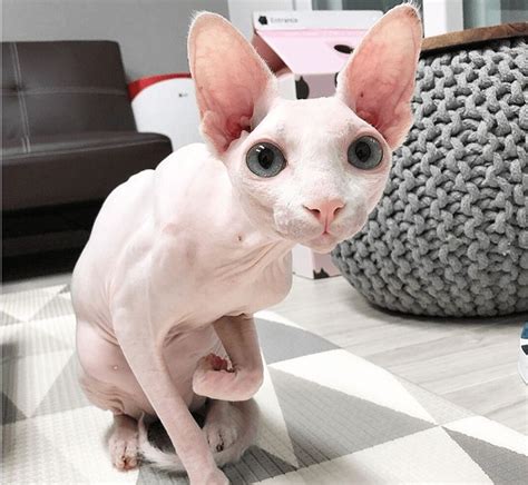 These Sphynx Babies Will Instantly Melt Your Heart Cute Hairless Cat