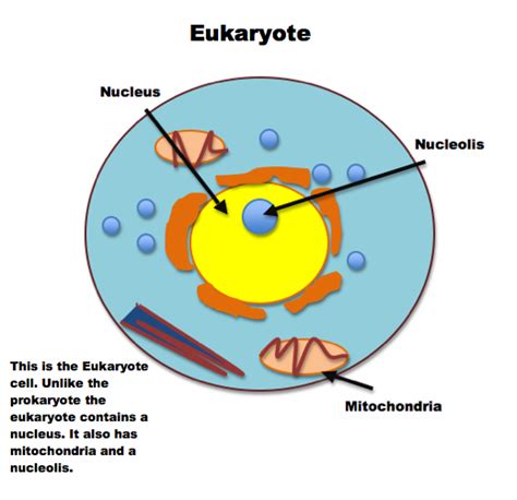 Basic Animal Cell Diagram Clipart Best