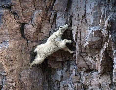Mountain Goats Defy Gravity On Steep Cliffs