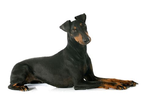 Manchester Terrier Breed Guide Petbarn