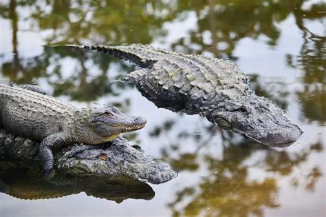 All 27 Species Of Crocodilian Inc 3 Recently Discovered