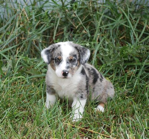 Find corgi dogs and puppies from colorado breeders. Corgi Puppies For Sale | Fort Collins, CO #155785